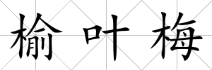 榆葉梅