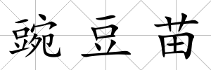 豌豆苗