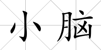 小腦