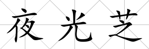 夜光芝