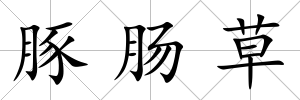 豚腸草