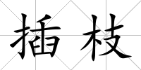 插枝