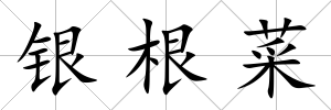 銀根菜