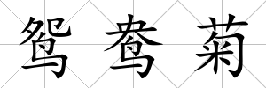 鴛鴦菊
