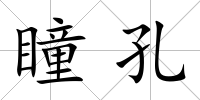 瞳孔