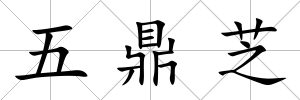 五鼎芝