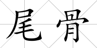 尾骨