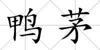 鴨茅