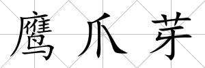 鷹爪芽