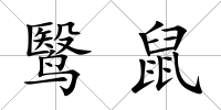 鹥鼠