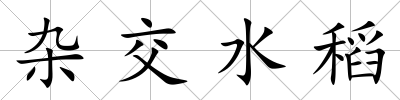 雜交水稻