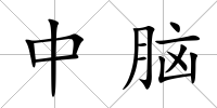 中腦
