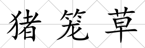 豬籠草