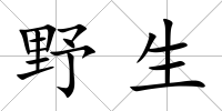 野生