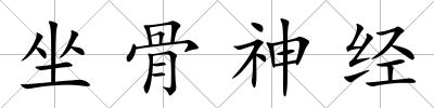 坐骨神經(jīng)