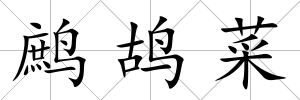 鷓鴣菜