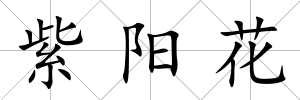 紫陽花