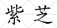 紫芝