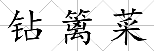 鉆籬菜