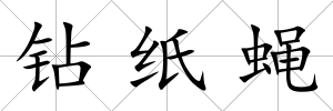 鉆紙蠅