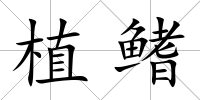 植鰭