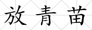 放青苗