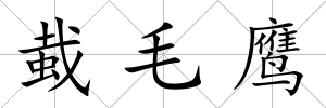 蛓毛鷹