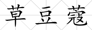 草豆蔻