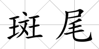 斑尾