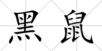 黑鼠