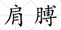 肩膊