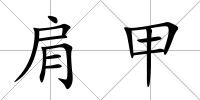 肩甲