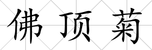 佛頂菊