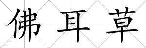 佛耳草