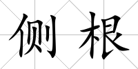 側(cè)根