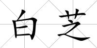 白芝