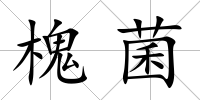 槐菌