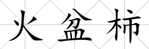火盆柿