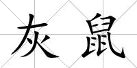 灰鼠