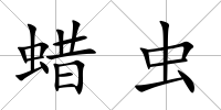 蠟蟲