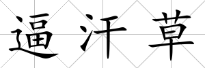 逼汗草