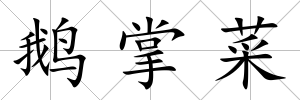 鵝掌菜