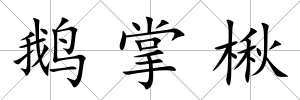 鵝掌楸