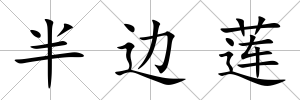 半邊蓮