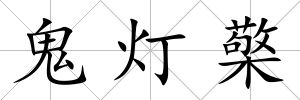 鬼燈檠