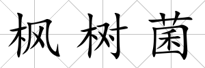 楓樹菌