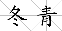 冬青
