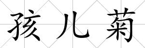 孩兒菊