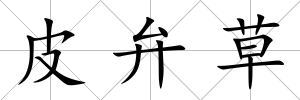 皮弁草